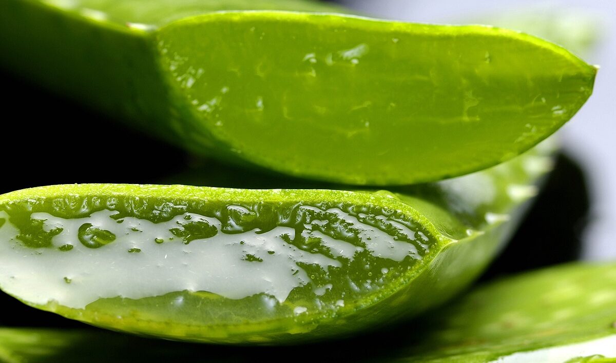 aloe vera